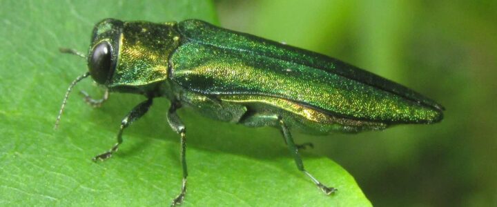 Emerald Ash Borer: What You Need To Know