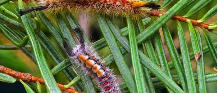 Douglas Fir Tussock Moths: Understanding the Threat to Your Trees
